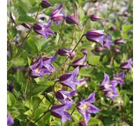 Thompson & Morgan Clematis Prince William Maroon Violet Tulip-Shaped Climber Yellow Stamens Blooms July-Sept 7Cm Pot X1