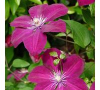 Thompson and Morgan Clematis Rouge Cardinal Plant Pot 7cm 3 Pack - Size: 300 x 100 x 300cm - Pink - Thompson & Morgan - Wilko