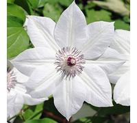 Thompson & Morgan Clematis Snow Queen 2 Litre Potted Plant X 1