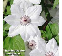 Thompson & Morgan Clematis Snow Queen 2 Litre Potted Plant X 2