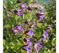 Thompson & Morgan Clematis Texensis Prince William 7Cm Potted Plant - Pack Of 3 - Outdoor Garden