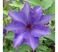 Thompson & Morgan Clematis The President 7Cm Potted Plant X 3