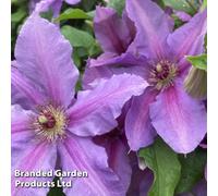 Thompson & Morgan Clematis Tumaini 3 Litre Potted Plant X 2