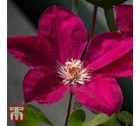 Thompson & Morgan Clematis Viticella John Howells (Zojoho) 2 Litre Potted Plant X 1