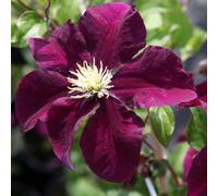 Thompson & Morgan Clematis Viticella Warszawska Nike 3 Litre Potted Plant X 1