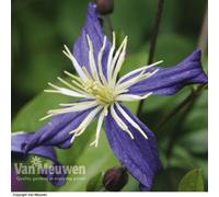 Thompson & Morgan Clematis X Aromatica 7Cm Pot X 1