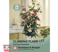Thompson & Morgan Climbing Flame Lily 1 Seed Packet (10 Seeds)