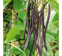 Thompson & Morgan Climbing French Bean Mixed Colour 1 Seed Packet, Multi