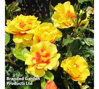 Thompson & Morgan Climbing Patio Rose 'peter's Persica' - 1 Bare Root Plant