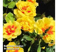 Thompson & Morgan Climbing Patio Rose 'peter's Persica' 2 Bare Root Plants