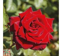 Thompson & Morgan Climbing Rose 3In1 Love Knot - 1 Bare Root