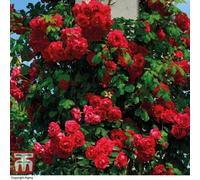 Thompson & Morgan 1 x Rose Pauls Scarlet Plant, Red