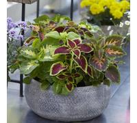 Thompson & Morgan Coleus T&m Prize Strain Improved 1 Seed Packet