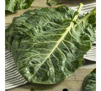Thompson & Morgan Collard Hi-Crop F1 1 Seed Packet