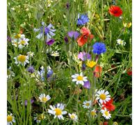 Thompson & Morgan Colourful Annuals Mix 1 Seed Packet (Mixed Seed)