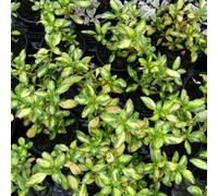 Thompson & Morgan Coprosma Evening Glow Compact Evergreen Shrub - Glossy Multi-Color Leaves For Pots & Coastal Gardens