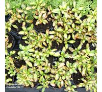 Thompson & Morgan Coprosma Repens Lemon & Lime 9Cm Potted Plant X 1