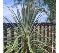 Thompson & Morgan Cordyline Austr Torbay Dazzler 3 Litre Pot X 1