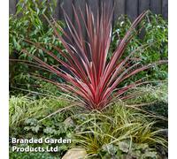 Thompson & Morgan Thompson & Morgan Cordyline Charlie Boy 9cm Pot x 1, Multi