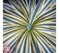 Thompson & Morgan Cordyline Torbay Dazzler 9Cm Pot X 3
