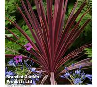 Thompson & Morgan Cordyline Torbay Red 9Cm Pot X 1