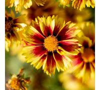 Thompson & Morgan Coreopsis Enchanted Eve 1 Litre Potted Plant X 2