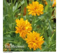 Thompson & Morgan Coreopsis Golden Joy 24 Plug Plants