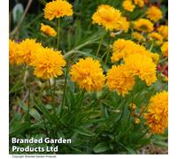 Thompson & Morgan Coreopsis Golden Joy 6 Plug Plants