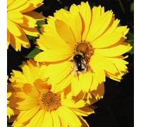 Thompson & Morgan Coreopsis Golden Joy 9Cm Potted Plant X 3