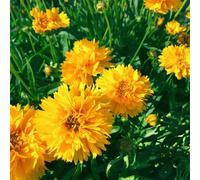 Thompson & Morgan Coreopsis Grandiflora Early Sunrise 1 Litre Potted Plant X 1