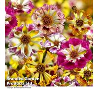 Thompson & Morgan Coreopsis Incredible Sea Shells Mix 1 Seed Packet (200 Seeds)
