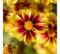 Thompson & Morgan Coreopsis Lil Bang Enchanted Eve 1 Litre Potted Plant x 1