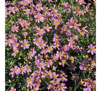 Thompson & Morgan Coreopsis rosea American Dream 9cm Potted Plant x 1, Pink