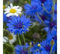 Thompson & Morgan Cornflower Centaurea cyanus Blue Boy 1 Seed Packet, Blue
