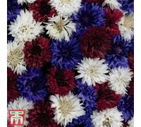 Thompson & Morgan Cornflower Red White & Blue - 1 Seed Packet (125 Seeds)