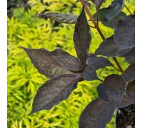 Thompson & Morgan Cornus Alba Nightfall Dark Purple Foliage Striking Red Winter Stems Easy To Grow Shrub 1X Or 3X 9Cm Pots By Thompson And Morgan