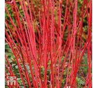 Thompson & Morgan Cornus Alba Sibirica 9Cm Pot X 1