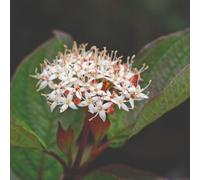 Thompson & Morgan Cornus Kesselringii Flaviramea & Siberian Pearls - Vibrant Red & Yellow Stems - 3X 9Cm Potted Shrubs