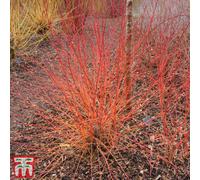 Thompson & Morgan Cornus Sanguinea Anns Winter Orange 9Cm Pot X 2