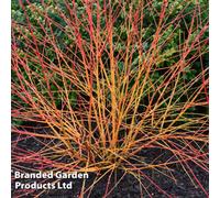 Thompson & Morgan Cornus Sanguinea Magic Flame 10 Litre Potted Plant X 1
