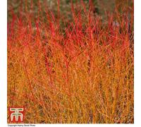Thompson & Morgan Cornus Sanguinea Midwinter Fire 9Cm Pot X 2