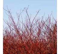 Thompson & Morgan Cornus Sanguinea Red Twig Dogwood Colorful Winter Stems Deciduous Hedging Plant White Flowers Red Foliage Year-Round Interest 1 Ba