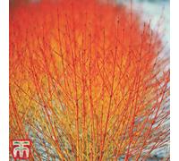 Thompson & Morgan Cornus Sanguinea Winter Flame 9Cm Pot X 1