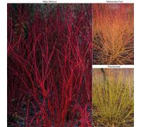 Thompson & Morgan Cornus Winter Stems Collection 9Cm Potted Plant X 3