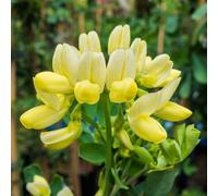 Thompson & Morgan Coronilla Citrina 9cm Pot x 2