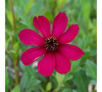 Thompson & Morgan Cosmos Atrosanguineus Cherry Chocolate 2 Litre Potted Plant X 1