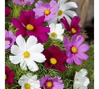 Thompson & Morgan Cosmos Bipinnatus Candyfloss Mix 1 Seed Packet