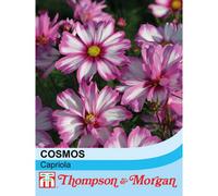 Thompson & Morgan Cosmos bipinnatus Capriola 1 Seed Packet (30 Seeds), Purple