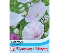 Thompson & Morgan Cosmos bipinnatus Cupcakes 1 Seed Packet (100 Seeds), White