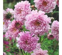 Thompson & Morgan Cosmos bipinnatus Double Click Rose Bonbon 1 Seed Packet, Pink